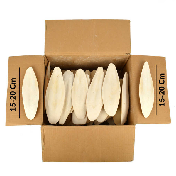 Büyük Boy Dökme Mürekkep Bal.Kemiği 3 Kg (Kalamar) 15-20 cm.