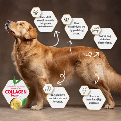 Felicia 3 Kg Kolajenli Somonlu Az Tahıllı M/Large Yetişkin Köpek Maması Breed HypoAllergenic Köpek Maması - Thumbnail