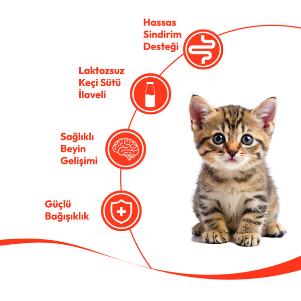 Wanpy Somonlu 12'li - Yavru Kedi Krema Ödülü 5x14 g